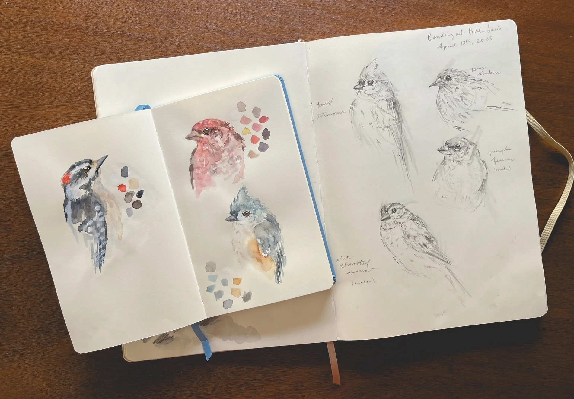 From Banding to Brushstrokes: How Bird Observation Inspires My Artwork
